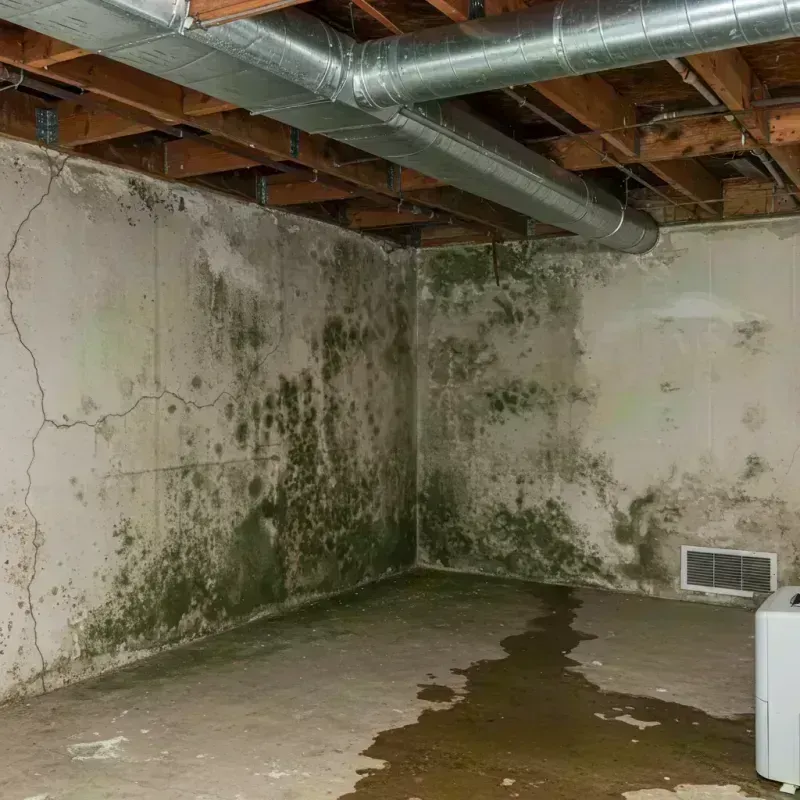 Professional Mold Removal in Grayson, KY